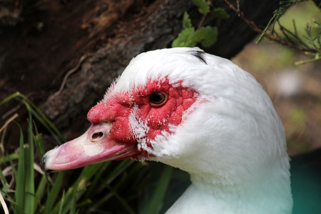 京报体育推出2018年度：国际十大体育新闻 国际十大体育人物.