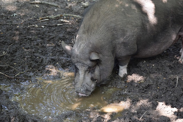 帕雷德斯：多夫比克很重要，但我们现有的球员实力也很强.